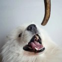 4DOGS Gryzak z poroża M hard