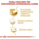 Royal Canin Jack Russell Terrier Adult karma sucha dla psów dorosłych rasy jack russell terrier 1,5kg