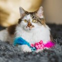 Dingo Zabawka dla kota - Kolorowe myszki 2szt różowa i niebieska