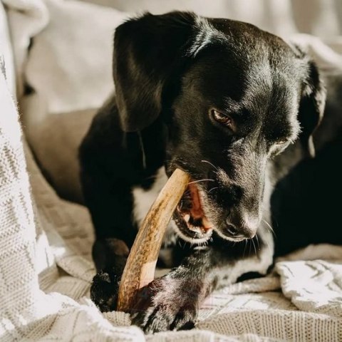 4DOGS Gryzak z poroża XL hard